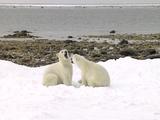 Polar Bears Playfighting Play