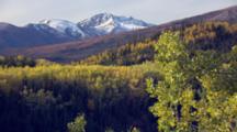 Zoom Out Tilt Up From Beautiful Fall Boreal Forest Colors To Snowy Mountains In The Distance 