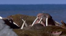 Very Close Up Lock Shot Walrus Vie For Resting Position On Beach