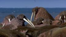 Close Up Shot Walrus Vie For Resting Spot On Warm Beach 