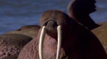 Very Close Up Walrus Tusks, Snout, Nostrils Opening And Closing