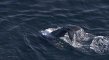 Cineflex Aerials Of Humpback Whales In Alaska