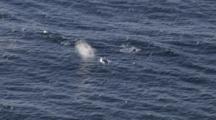 Cineflex Aerials Of Humpback Whales In Alaska
