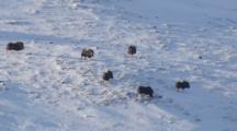 Zatzworks Cineflex Aerial Of Muskox Herd Grazing On A Snowy Arctic Hill