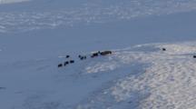 Zatzworks Cineflex Aerial Of Muskox Herd Grazing On A Snowy Arctic Hill