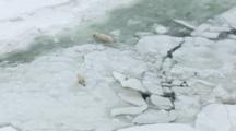 ZatzWorks Cineflex Aerial of Polar Bear Mother and Cub Crossing Cracked Ice walking on frozen ocean in Arctic in HD 4444
