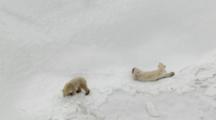 ZatzWorks Cineflex Aerial of Polars Bear walking and cleaning on frozen ocean in Arctic in HD 4444