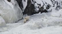 Cineflex Aerials of polar Bear Mother and Cub Walking outside Churchill Manitoba in Winter