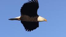 Bald Eagle Flying 