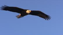 Bald Eagle Flying In Blue Sky