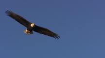 Bald Eagle Flying In Blue Sky