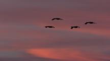 Sandhill Cranes Flying In Red Sunset