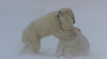 Polar Bears Play Fighting