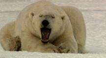 Sleepy Polar Bear Yawns Tired Resting Worn-Out Boring Bored