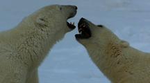 Polar Bears Play Fighting