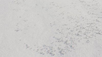 Wide Aerial,Caribou Herd Travels on snow-Covered Tundra