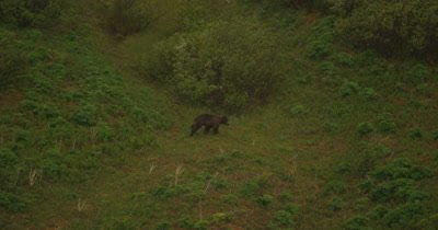 Aerial,Bear,Possibly Grizzly,Walking iN Grass,Busn