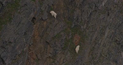 4K Aerial Alaska Animal Stock Footage