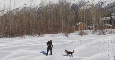 Low,Fast Aerial Over Snow Field to Reveal Person Cross Country Skiing with Dog Near Houses