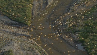 UHD Aerial of Porcupine Caribou Heard in Arctic National Wildlife Refuge ANWR crossing river during migration