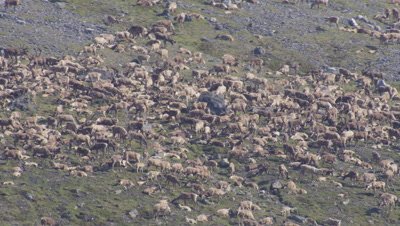 Aerial Alaska,densely packed Caribou herd