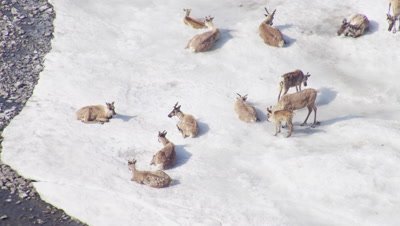 Aerial Alaska,Caribou with young rest on frozen river