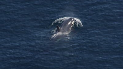 Aerial Coastal Alaska Above Killer Whales,Orcas