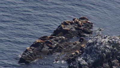 UHD aerial of stellar sea lion haul out endangered speices