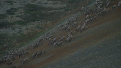 Aerial Alaska,Herd of Caribou Descend Rust-Colored Slope to Dry River Bed