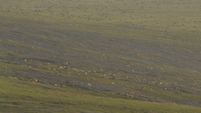UHD aerial of porcupine Caribou herd migrating across the Arctic National Wildlife Refuge ANWR