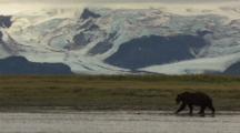 Stunning Background As Brown Bear Walks Left To Right Glacier Possible Loop 