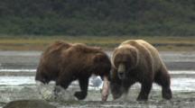 Brown Bears Growling And Fighting Over Fish In Alaska.  Grizzly Bear Fighting
