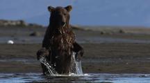 Brown Bear Grizzly Bear Female Standing On Two Legs Hd In Alaska Wild