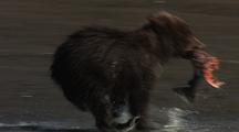 Brown / Grizzly Bear Cub Eating And Running