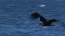 Bald Eagle Flying In Hd In Alaska