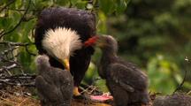 Bald eagle feeds chicks sockeye salmon red salmon in alaska nest HD