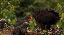 Bald eagle feeds chicks sockeye salmon red salmon in alaska nest HD