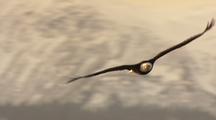 Bald Eagles Flying Medium Shot Hd In Alaska