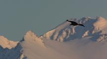 Bald Eagle Flying In Blue Sky With Snow Capped Mountains In Bg In Hd In Alaska