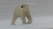 Polar Bear Traveling Across Sea Ice