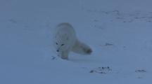Arctic Fox Running On Ice Shore Toward Camera White 