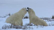 Polar Bear Play Fighting