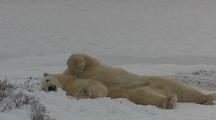 Polar Bear Cub Rests Lying On Back Cut Cuddly Fuzzy Scratching Resting