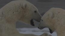 Polar Bears Play Fighting Close Up Faces And Teeth 