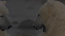 Polar Bear  Play Fighting