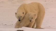 Polar Bear Mother And Cub Rest On Ice
