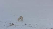 Polar Bear Cubs Play Fighting In Blowing Snow