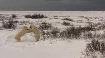 Polar Bear Cubs Play Fighting, Another In Distance