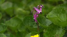 Alaska Flora Forest Plants Reveal Pink Flower Shooting Star Near Rainforest