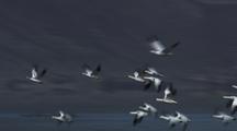 Snow Geese Flying Flock Flying Right To Left